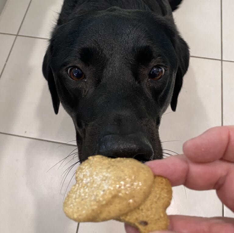 Black dog staring at dog treats eagerly.